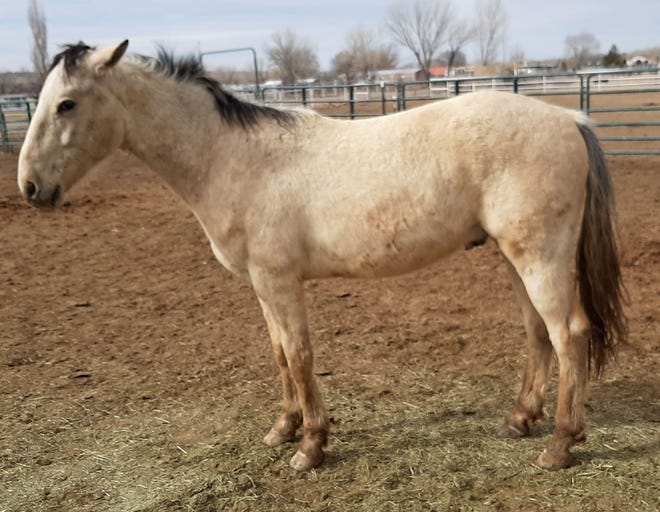 Gambol is a 2-year-old mustang gelding. He came to Four Corners Equine Rescue as a weanling with his mom, Athena. Gambol has had a lot of handling and is ready to start ground work with a goal of having him saddle ready next year. Potential adopters are encouraged to enroll in the Plan 4 Progress Program, which will teach you to teach Gambol. He is current on vaccinations, deworming and hoof trims. The adoption fee for Gambol is $300. For more information, contact Four Corners Equine Rescue at 505-334-7220 or visit www.fourcornersequinerescue.org.