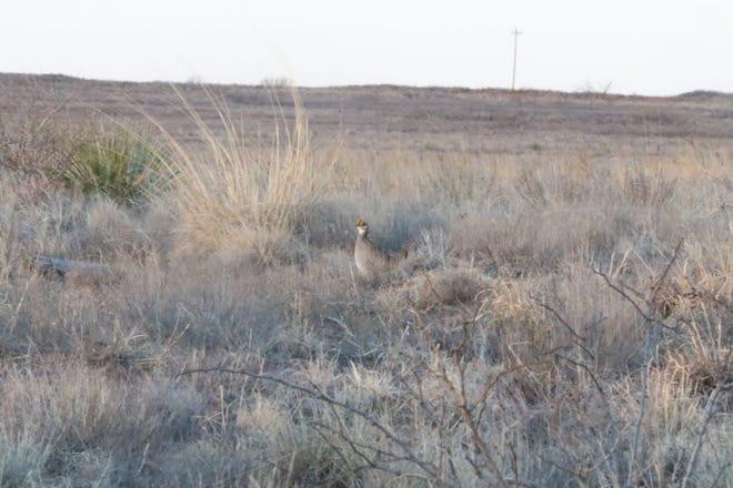 A lesser prairie chicken disappears into the brush during mating, April 8, 2021 at a ranch near Milnesand.