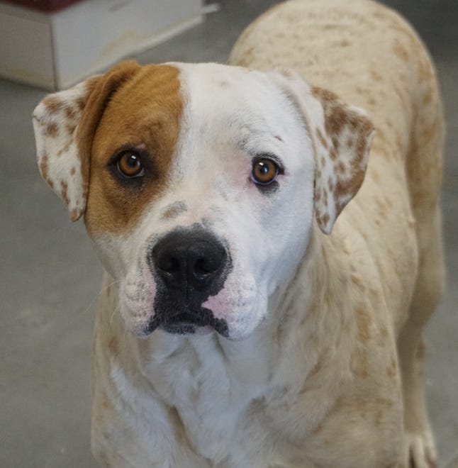 Piper is a sweet but shy 2-year-old mixed breed. She takes time to warm up to new people, but once she does, you have a friend for life. Call to make an appointment to meet her today. The Farmington Regional Animal Shelter is located at 133 Browning Parkway and. be reached at 505-599-1098. Check Petfinder.com for an up-to-date list of pets up for adoption.