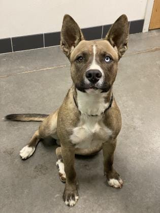 Neo is a handsome, 1-year-old mixed breed. He is looking for a home that has a secure yard and lots of toys to play with. He is an active guy looking for an active family. The Farmington Regional Animal Shelter is located at 133 Browning Parkway and can be reached at 505-599-1098. Check Petfinder.com for an up-to-date list of pets up for adoption.