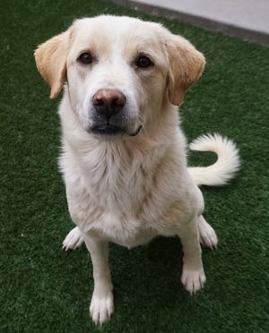 Cherokee, a 3-year-old Great Pyrenees mix, is one of the animals available for adoption this week through the Empty the Shelters being held at the Farmington Regional Animal Shelter when adoption fees have been reduced to $5.