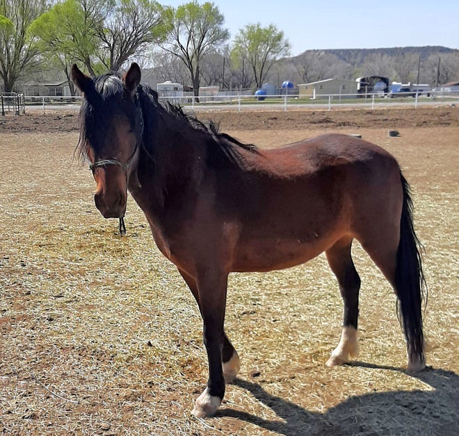 Vista is a 4-year-old gelding pony standing about 13.2 hands high. He halters, leads and loads. The right person for Vista would use natural horsemanship techniques and continue his education. The adoption fee for Vista is $250. For more information, contact Four Corners Equine Rescue at 505-334-7220 or visit www.fourcornersequinerescue.org.