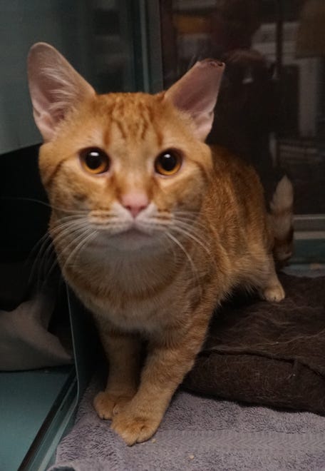Froggy, a 6-year-old orange tabby, came in as a stray and is now hoping to find a family to call his own. He is very sweet and curious. Make an appointment to meet him today. The Farmington Regional Animal Shelter is located at 133 Browning Parkway and can be reached at 505-599-1098. Check Petfinder.com for an up-to-date list of pets up for adoption.