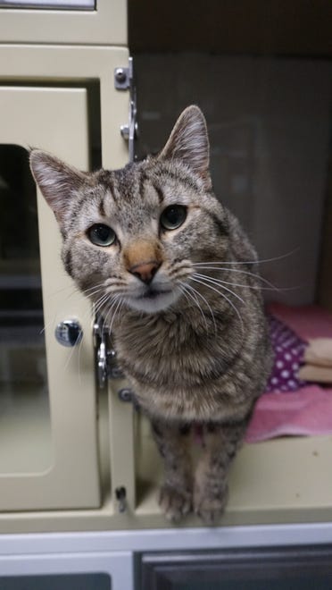 Justin keeps hoping his new family will come find him. Justin is a 4-year-old ,short-hair tabby. He is very loving and just wants a place to call home. The Farmington Regional Animal Shelter is located at 133 Browning Parkway and can be reached at 505-599-1098. Check Petfinder.com for an up-to-date list of pets up for adoption.