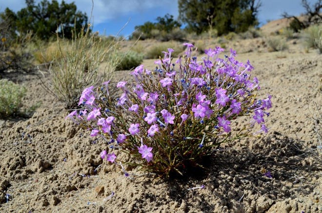 The Aztec gilia is pictured. The federal government is reviewing the rare plant for a potential listing under the Endangered Species Act.