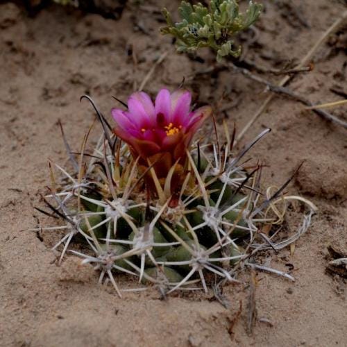 The Clover's cactus is pictured. The federal government is reviewing the rare plant for a potential listing under the Endangered Species Act.