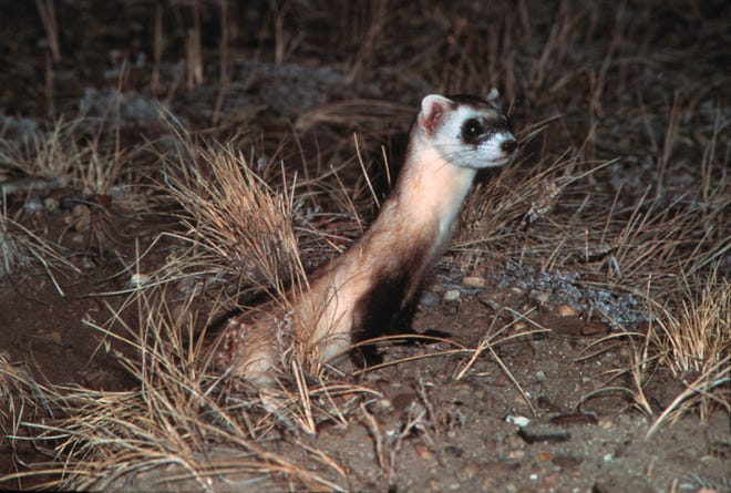 A black-footed ferret is pictured. The U.S. Fish and Wildlife Service proposed expanding lands where the endangered ferret could be reintroduced in an effort to save it from extinction.