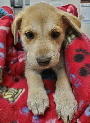 Walter is hoping to find his furever home. He is a cuddly, 9-week-old pup who needs a place to call home with lots of toys, treats and training. The Farmington Regional Animal Shelter is located at 133 Browning Parkway and can be reached at 505-599-1098. Check Petfinder.com for an up-to-date list of pets up for adoption.