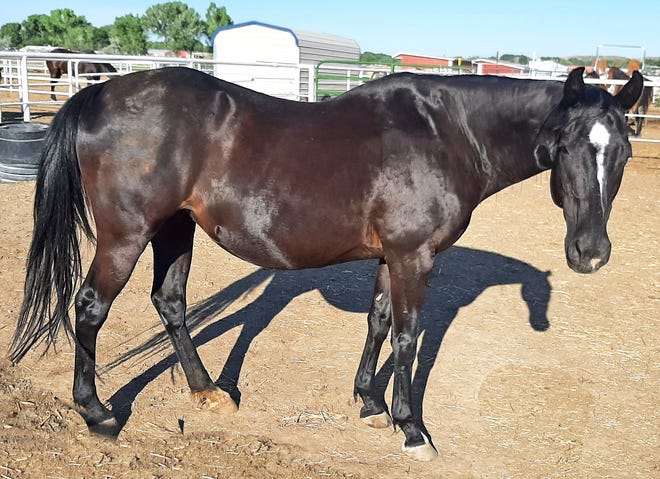 Velvet is a very gentle, 22-year-old mare. She is not rideable. Four Corners Equine Rescue received Velvet from a woman who rescued her from a kill pen. She leads, loads and stands for the farrier. If you are looking for a horse to spend quality time with safely, this is the horse for you. Velvet is up to date on vaccinations, deworming, teeth floating and hoof trims. The adoption fee for Velvet is $250. For more information, contact Four Corners Equine Rescue at 505-334-7220 or visit www.fourcornersequinerescue.org.