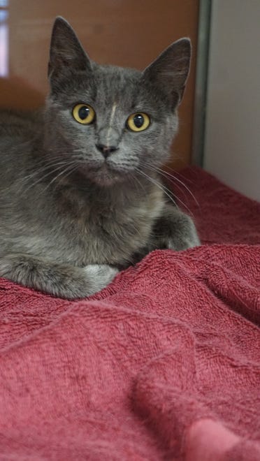 Gracie is a stunning gray short-hair cat. She is sweet and has a soft meow. Come meet her today. The Farmington Regional Animal Shelter is located at 133 Browning Parkway and can be reached at 505-599-1098. Check Petfinder.com for an up-to-date list of pets up for adoption.