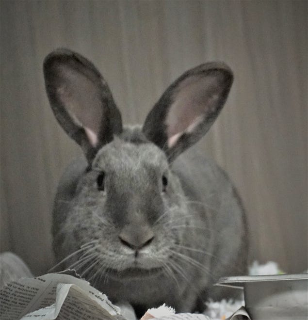 Orion is a male gray rabbit who hopes you will hop on in and adopt him. The Farmington Regional Animal Shelter is located at 133 Browning Parkway and can be reached at 505-599-1098. Check Petfinder.com for an up-to-date list of pets up for adoption.
