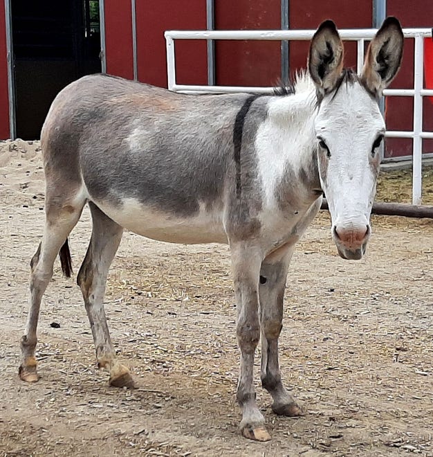 Belle is a yearling donkey. She came to Four Corners Equine Rescue as an owner surrender. Belle was in terrible shape when she arrived, unable to even get up by herself whenever she laid down. Finally, after a month of humans assisting her, she was able to get up by herself. Now, she is just fine. And she is friendly. Belle will make a nice companion for another donkey or a human. She leads, loads and stands for the farrier. Belle is current on vaccinations, deworming and farrier work. The adoption fee for Belle is $250. For more information, contact Four Corners Equine Rescue at 505-334-7220 or visit www.fourcornersequinerescue.org.