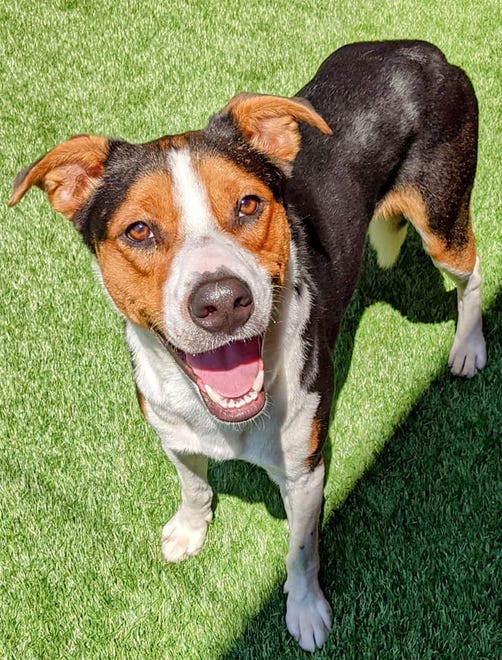 Badger is a 1-year-old mixed breed. He is goofy and fun, and hopes to find a home to call his own. He has lived with other dogs in the past. Come meet him today. The Farmington Regional Animal Shelter is located at 133 Browning Parkway and can be reached at 505-599-1098. Check Petfinder.com for an up-to-date list of pets up for adoption.