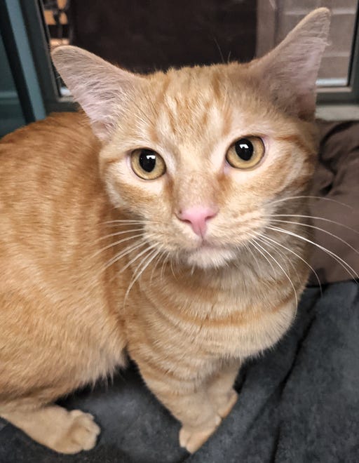 Katz is a 6-month-old, orange tabby. He is curious about the world and would love to explore his new home. He is ready to go home with you today. The Farmington Regional Animal Shelter is located at 133 Browning Parkway and can be reached at 505-599-1098. Check Petfinder.com for an up-to-date list of pets up for adoption.