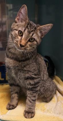 Charlie is a curious, 4-month-old tabby. He loves attention and exploring new places. Stop in and adopt him today. The Farmington Regional Animal Shelter is located at 133 Browning Parkway and can be reached at 505-599-1098. Check Petfinder.com for an up-to-date list of pets up for adoption.