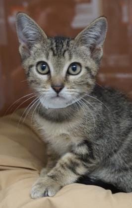Hayley is a playful, 10-week-old kitten who would love to come live with you. She loves chasing toys and getting petted. The Farmington Regional Animal Shelter is located at 133 Browning Parkway and can be reached at 505-599-1098. Check Petfinder.com for an up-to-date list of pets up for adoption.