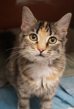 Lynn, a 6-month-old torbie, is a sweetheart. She loves cuddling, sitting in the window and relaxing curled up on your lap. Come adopt her today. The Farmington Regional Animal Shelter is located at 133 Browning Parkway and can be reached at 505-599-1098. Check Petfinder.com for an up-to-date list of pets up for adoption.