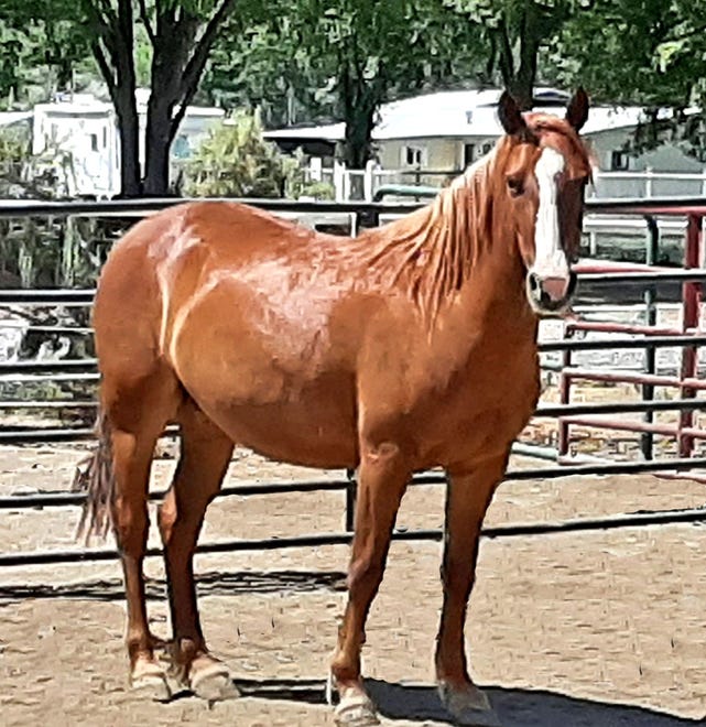 Athena is as regal as her name. She is quite a nice horse. She is a 5-year-old mustang and stands about 14.2 hands high. Athena is in the natural horsemanship saddle training program, where she is making great progress. She is doing advanced ground work now, in preparation for saddling. The perfect adopter for Athena would be willing to work with her using natural horsemanship techniques. Athena leads, loads, stands for the farrier and, as a bonus, she likes people. She is up to date on vaccinations, deworming and farrier work. The adoption fee for Athena is $350. For more information, contact Four Corners Equine Rescue at 505-334-7220 or visit www.fourcornersequinerescue.org.