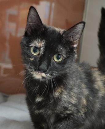 Sadie is a sweet, 4-month-old tortie looking for a family to love. She loves to play and get lots of attention. The Farmington Regional Animal Shelter is located at 133 Browning Parkway and can be reached at 505-599-1098. Check Petfinder.com for an up-to-date list of pets up for adoption.