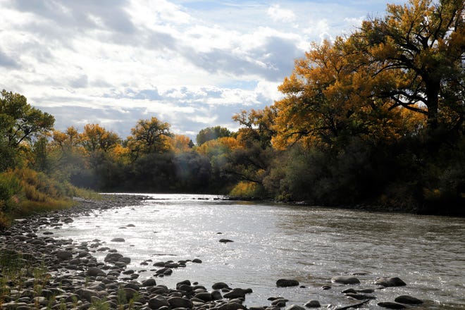 Cottonwood trees along the banks of the Animas River show autumn leaf color on Oct. 9 in Berg Park in Farmington.