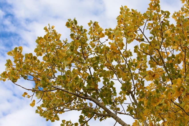 Cottonwood tree leaves are shifting to shades of yellow on Oct. 9 in Berg Park in Farmington.
