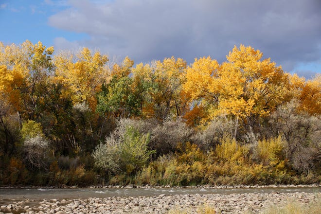 Autumn leaf colors are arriving to cottonwood trees near the Animas River in Berg Park in Farmington.