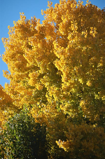 Fall foliage on the Cloer Hay Farm southwest of Bloomfield.
