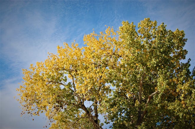 The yellowing leaves of a cottonwood tree contrast with high, whispy clouds on a sunny afternoon on the Cloer Hay Farm southwest of Bloomfield.