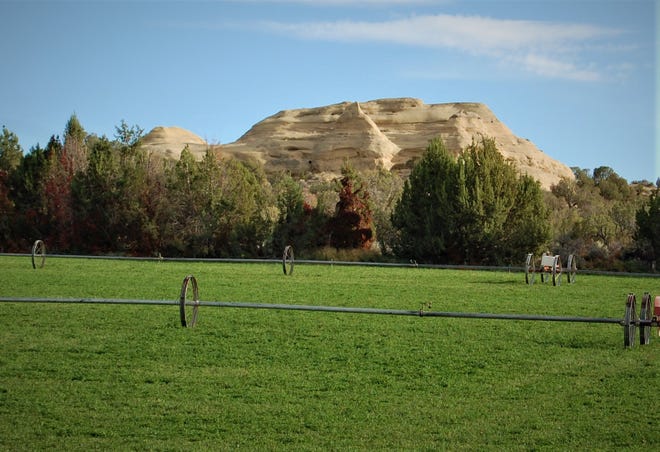 An alfalfa field on the Cloer Hay Farm southwest of Bloomfield contrasts with a sandstone formation.
