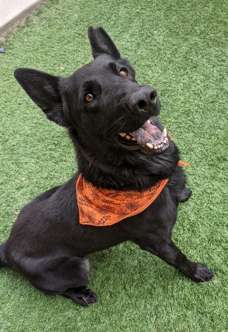 Pawlee is a 3-year-old black shepherd. He loves to play fetch and is treat motivated. If you want an exercise buddy, come down and adopt Pawlee. The Farmington Regional Animal Shelter is located at 133 Browning Parkway and can be reached at 505-599-1098. Check Petfinder.com for an up-to-date list of pets up for adoption.