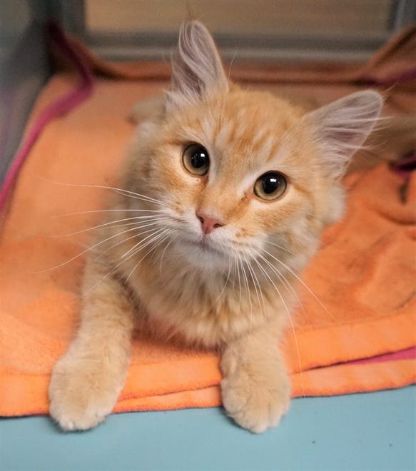 Sunny is an adorable, 4-month-old, orange, long-hair kitten looking for a new home to explore. He is curious and sweet, and ready to be your new best friend today. The Farmington Regional Animal Shelter is located at 133 Browning Parkway and can be reached at 505-599-1098. Check Petfinder.com for an up-to-date list of pets up for adoption.