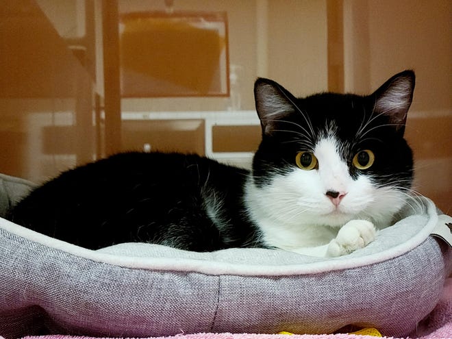 Terrance is a 3-year-old tuxedo cat. He can be a little shy at first but warms up quickly. He would love to sit in your window and watch the world go by. Come adopt today. The Farmington Regional Animal Shelter is located at 133 Browning Parkway and can be reached at 505-599-1098. Check Petfinder.com for an up-to-date list of pets up for adoption.