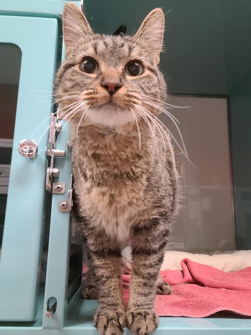 Grandma is a loving, 5-year-old tabby who wants to come home with you. She likes to get pets, curl up on your lap and purr the day away. Come meet Grandma today. The Farmington Regional Animal Shelter is located at 133 Browning Parkway and can be reached at 505-599-1098. Check Petfinder.com for an up-to-date list of pets up for adoption.