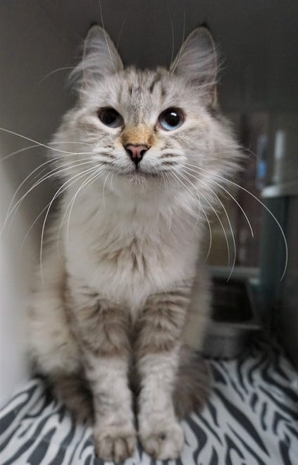 Jasmine is a stunning, 1-year-old long-hair cat. She would love to come live with you. She likes pets and nap time. The Farmington Regional Animal Shelter is located at 133 Browning Parkway and can be reached at 505-599-1098. Check Petfinder.com for an up-to-date list of pets up for adoption.
