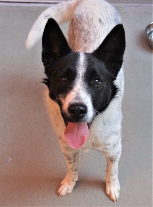 Captain is a cool dog. He is a 1-year-old heeler mix. He does well with other dogs, loves treats and is eager to find his forever home today. The Farmington Regional Animal Shelter is located at 133 Browning Parkway and can be reached at 505-599-1098. Check Petfinder.com for an up-to-date list of pets up for adoption.