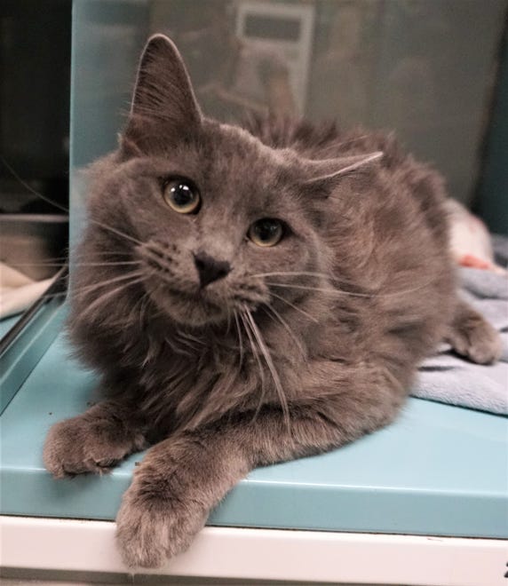 Victor is a sweet, 1-year-old, solid-gray, long-haired cat. He likes to look out the window and watch the world go by. The Farmington Regional Animal Shelter is located at 133 Browning Parkway and can be reached at 505-599-1098. Check Petfinder.com for an up-to-date list of pets up for adoption.