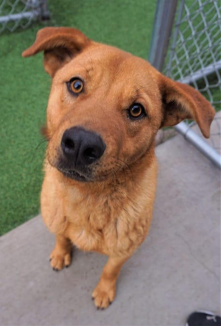 Tom is a sweet, 10-month-old shepherd mix. He loves to be with people, take walks in the park and enjoy playtime. He hopes his new family will come meet him today. The Farmington Regional Animal Shelter is located at 133 Browning Parkway and can be reached at 505-599-1098. Check Petfinder.com for an up-to-date list of pets up for adoption.