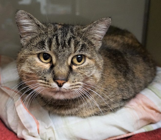Raisin is a 5-year-old tabby looking for a new place to call home. She likes to lounge around, and get love and attention. The Farmington Regional Animal Shelter is located at 133 Browning Parkway and can be reached at 505-599-1098. Check Petfinder.com for an up-to-date list of pets up for adoption.