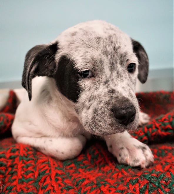 Stan is a 2-month-old heeler mix. He is looking for a home where he will loved and trained to be a good boy. He is ready to go to his forever home today. The Farmington Regional Animal Shelter is located at 133 Browning Parkway and can be reached at 505-599-1098. Check Petfinder.com for an up-to-date list of pets up for adoption.