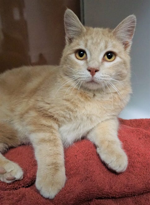 Fanta is an 8-month-old orange tabby looking for a place to call home. He is still a playful kitten and would love to have a home with lots of toys to play with. The Farmington Regional Animal Shelter is located at 133 Browning Parkway and can be reached at 505-599-1098. Check Petfinder.com for an up-to-date list of pets up for adoption.