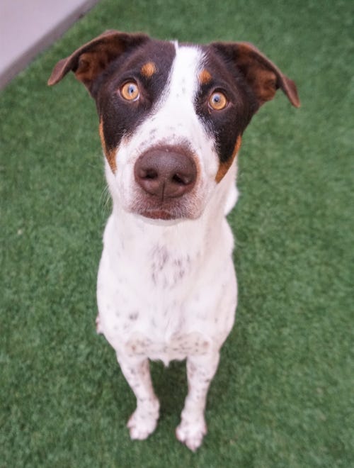 Harper is a sweet, 1-year-old mixed breed. She is looking for a forever home where she can be a part of the family, and get lots of love and attention. Come meet Harper today. The Farmington Regional Animal Shelter is located at 133 Browning Parkway and can be reached at 505-599-1098. Check Petfinder.com for an up-to-date list of pets up for adoption.