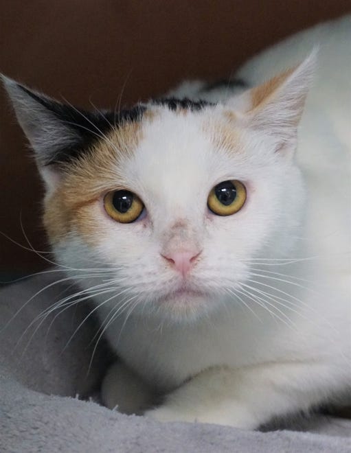 Ambrose is a shy but sweet 9-month-old, white-and-calico cat. She does well with other cats and loves to get chin scratches.  The Farmington Regional Animal Shelter is located at 133 Browning Parkway and can be reached at 505-599-1098. Check Petfinder.com for an up-to-date list of pets up for adoption.