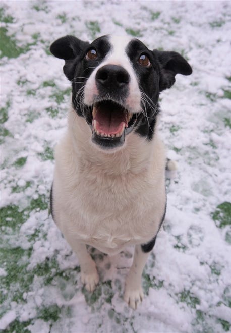 Stormy is a 5-year-old border collie mix. She is happy and playful, even in the snow. She does well with other dogs and loves people. Come in and meet Stormy today. The Farmington Regional Animal Shelter is located at 133 Browning Parkway and can be reached at 505-599-1098. Check Petfinder.com for an up-to-date list of pets up for adoption.
