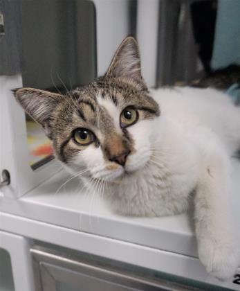 Beau is a loving, 6-month-old cat looking for a place to call home. He is hoping you come in and meet him today. The Farmington Regional Animal Shelter is located at 133 Browning Parkway and can be reached at 505-599-1098. Check Petfinder.com for an up-to-date list of pets up for adoption.
