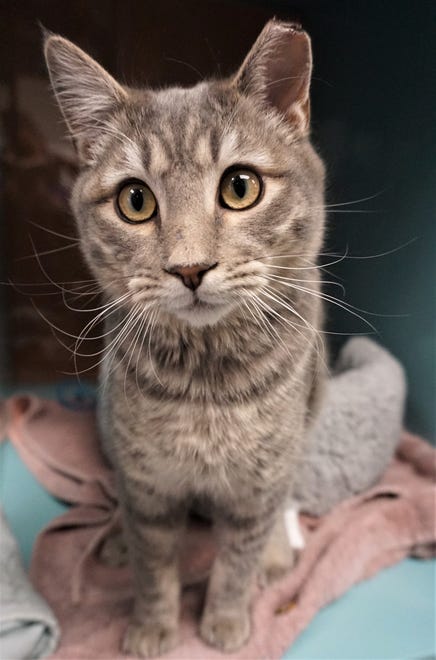 Derek is a sweet, 1-year-old, gray tabby. He has lived outside but prefers to be an inside kitty. He loves attention and pets. Come see him today. The Farmington Regional Animal Shelter is located at 133 Browning Parkway and can be reached at 505-599-1098. Check Petfinder.com for an up-to-date list of pets up for adoption.