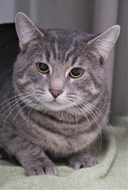 Slyx, a 1-year-old, gray tabby, is looking for a place to call home. He hopes to find a quiet home where he can take time to adjust to a new place. The Farmington Regional Animal Shelter is located at 133 Browning Parkway and can be reached at 505-599-1098. Check Petfinder.com for an up-to-date list of pets up for adoption.
