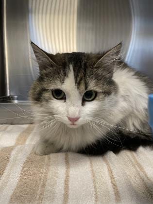 Jasmine is a loving, 1-year-old, long-hair cat looking for a place to call home. She hopes to meet you soon. The Farmington Regional Animal Shelter is located at 133 Browning Parkway and can be reached at 505-599-1098. Check Petfinder.com for an up-to-date list of pets up for adoption.