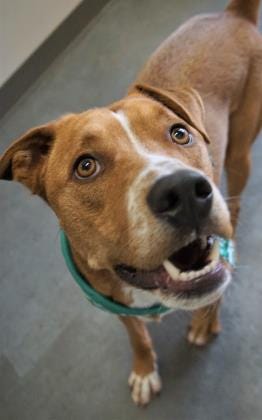 Pablo has been waiting since June 2021 to find his forever home. He is an active 2-year-old who knows a few tricks and is eager to learn more. Come meet Pablo today. The Farmington Regional Animal Shelter is located at 133 Browning Parkway and can be reached at 505-599-1098. Check Petfinder.com for an up-to-date list of pets up for adoption.