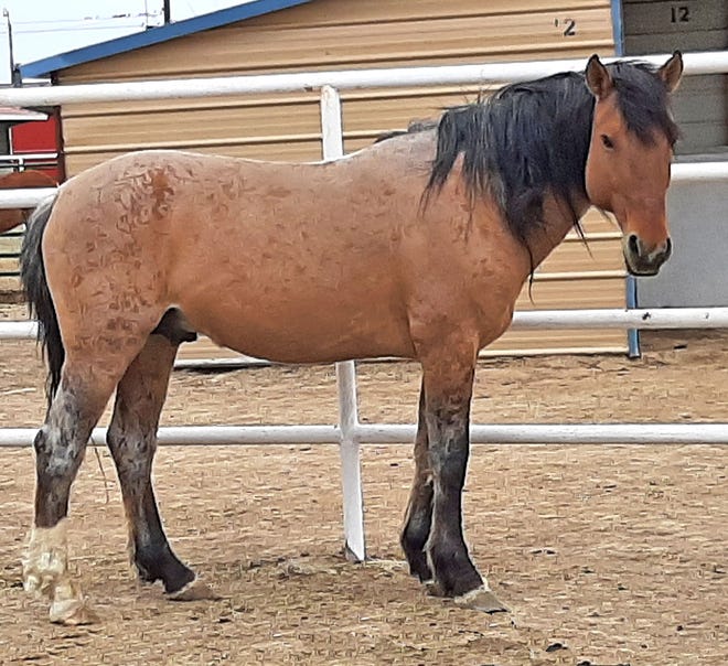 Russell is an 8-year-old mustang from the Cuba area. He has great confirmation and is incredibly smart. The right person for Russell will be someone experienced in natural horsemanship with the time and patience to transition Russell to domestication. For more information about Russell, contact Four Corners Equine Rescue at 505-334-7220 or visit www.fourcornersequinerescue.org.