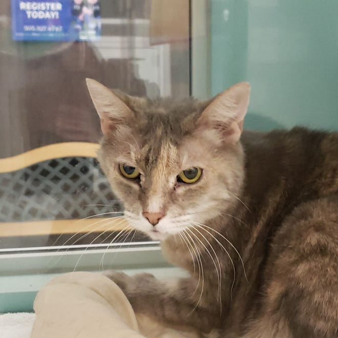 Missy is a 5- to 6-year-old short-hair cat who just likes to lounge around and be petted. She is an older cat and is ready to live her life in your home. The Farmington Regional Animal Shelter is located at 133 Browning Parkway and can be reached at 505-599-1098. Check Petfinder.com for an up-to-date list of pets up for adoption.